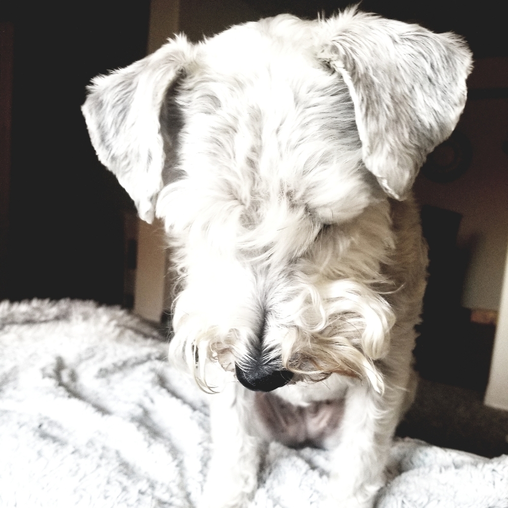 Meet your Posher, Tihana